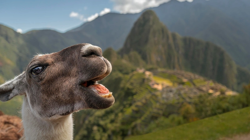 Llama in Machu Picchu - Facts about Machu Picchu | TreXperience