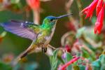 Global Bid Day Birds in Peru | TreXperience