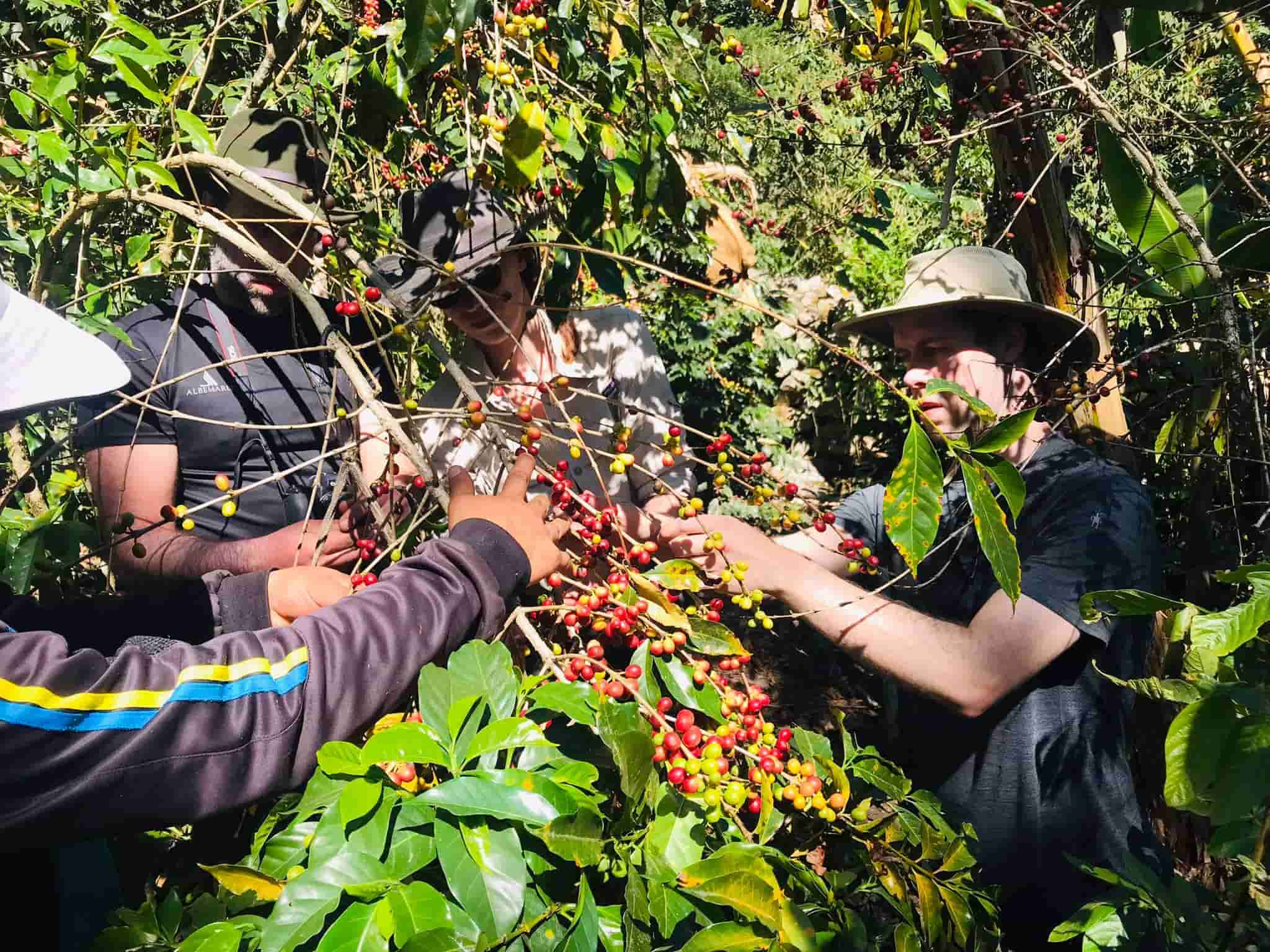 Coffee harvesting - Salkantay trekking 4 days