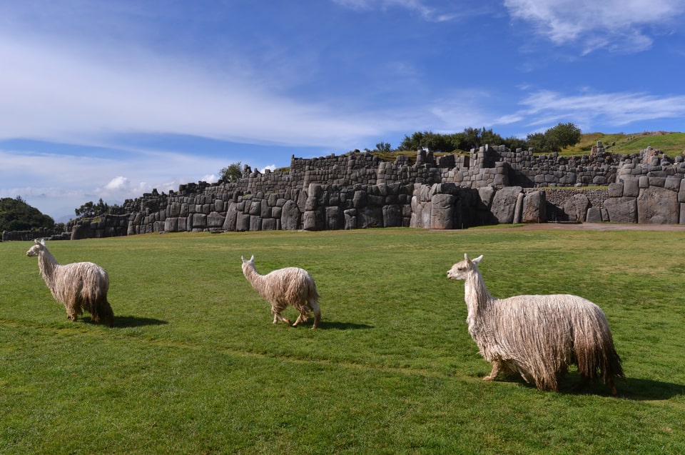 Llamas de Sacsayhuaman - Tour Machu Picchu 4 dias