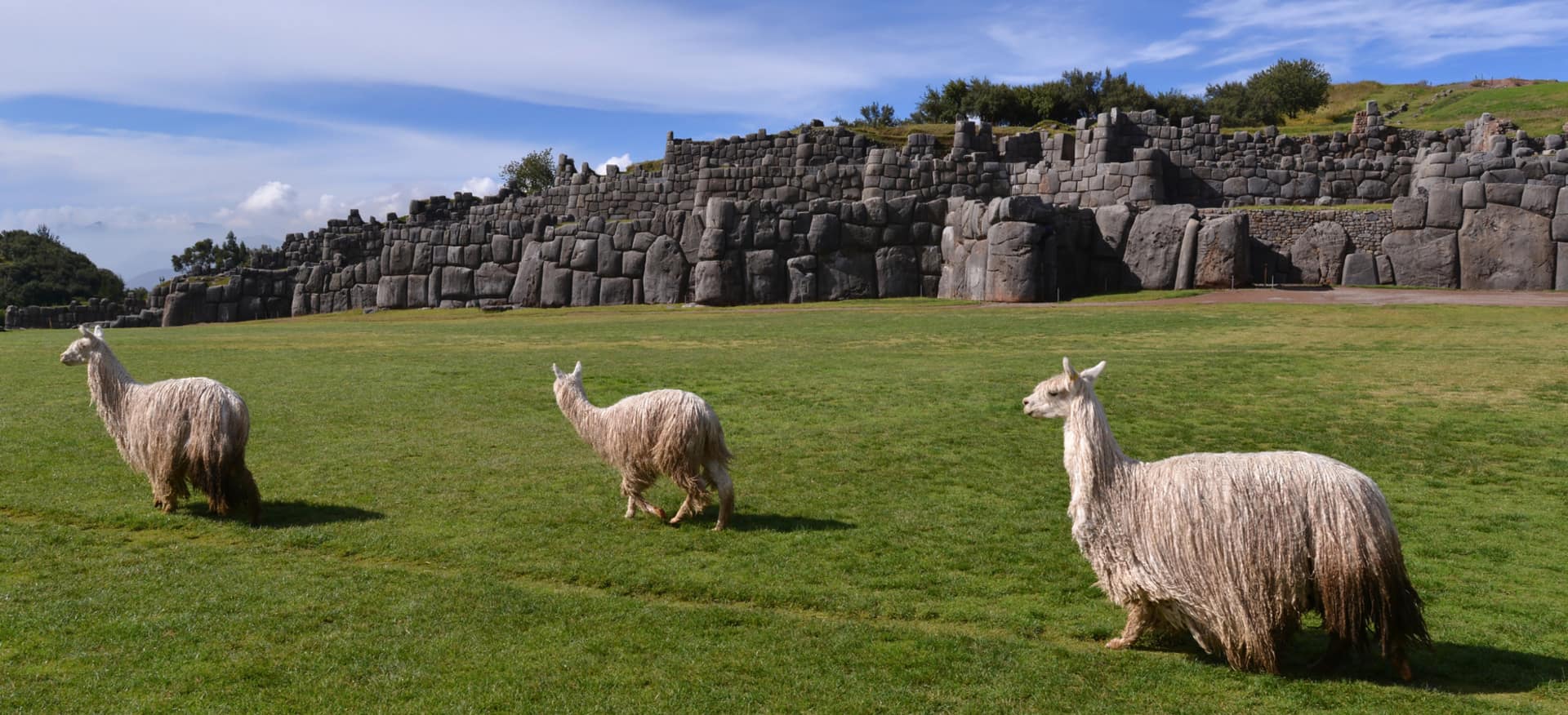 Llamas at Sacsayhuaman - Things to do in Cusco and around