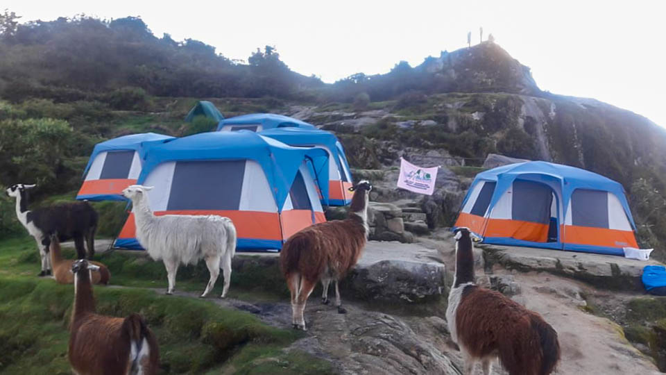 Llama Campsite - Luxury Inca Trail