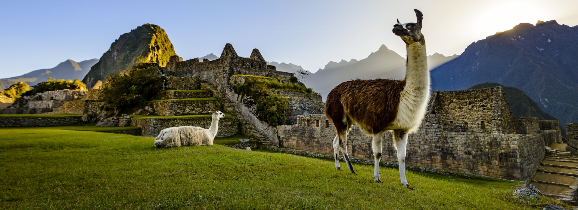 Llamas en Machu Picchu - Tour Maras Moray Machu Picchu