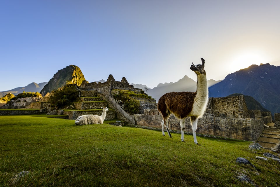 Llamas en Machu Picchu - Tour Maras Moray Machu Picchu