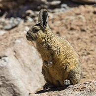 Vizcacha en Choquequirao | TreXperience