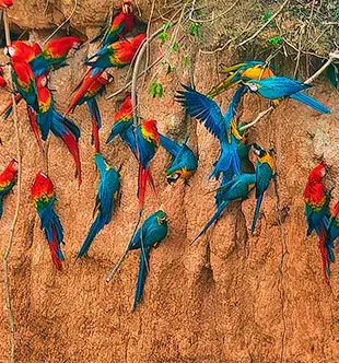 Macaws Clay Lick