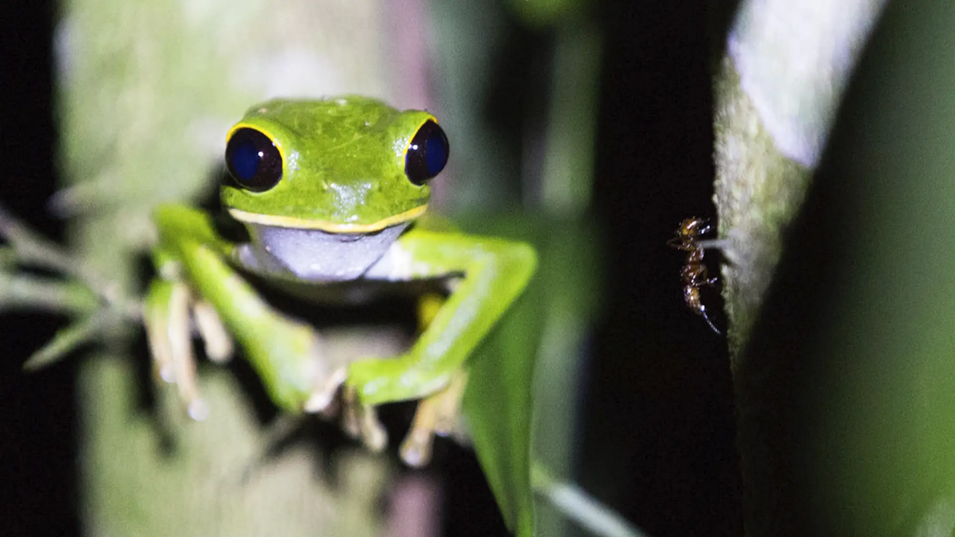 manu national park | TreXperience