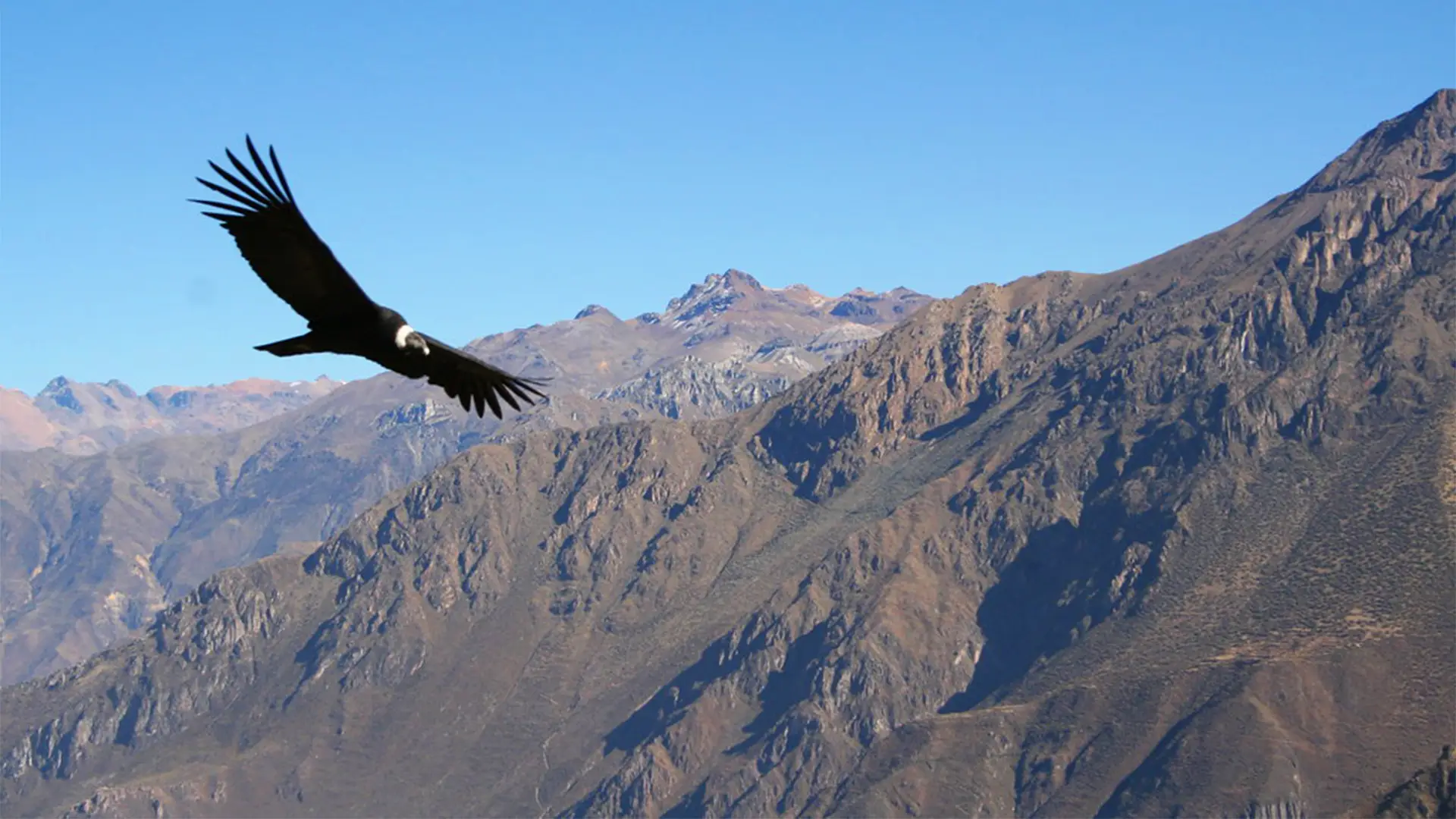 condor andino volando | TreXperience