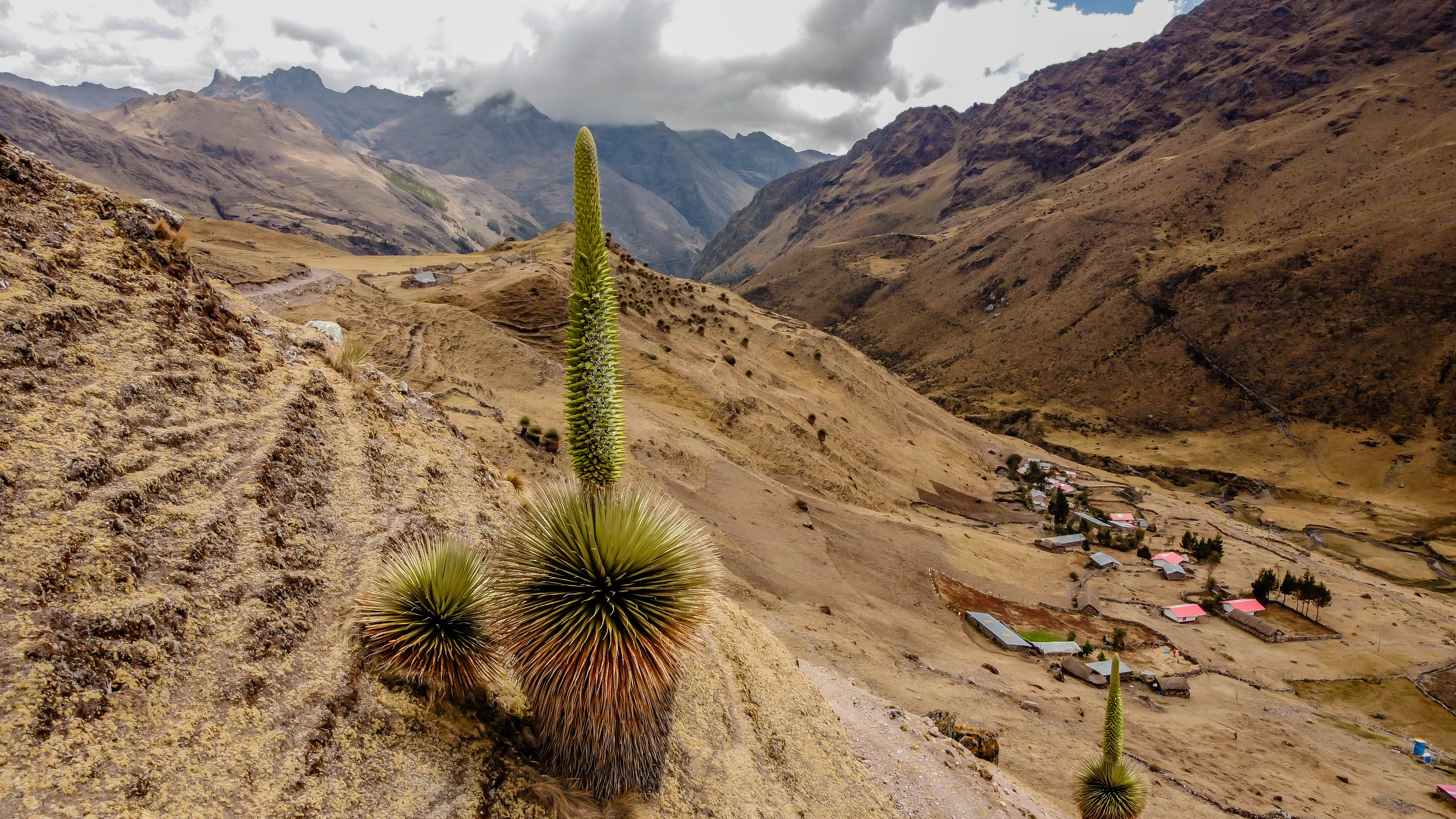 puyas raimondi lares trek | TreXperience
