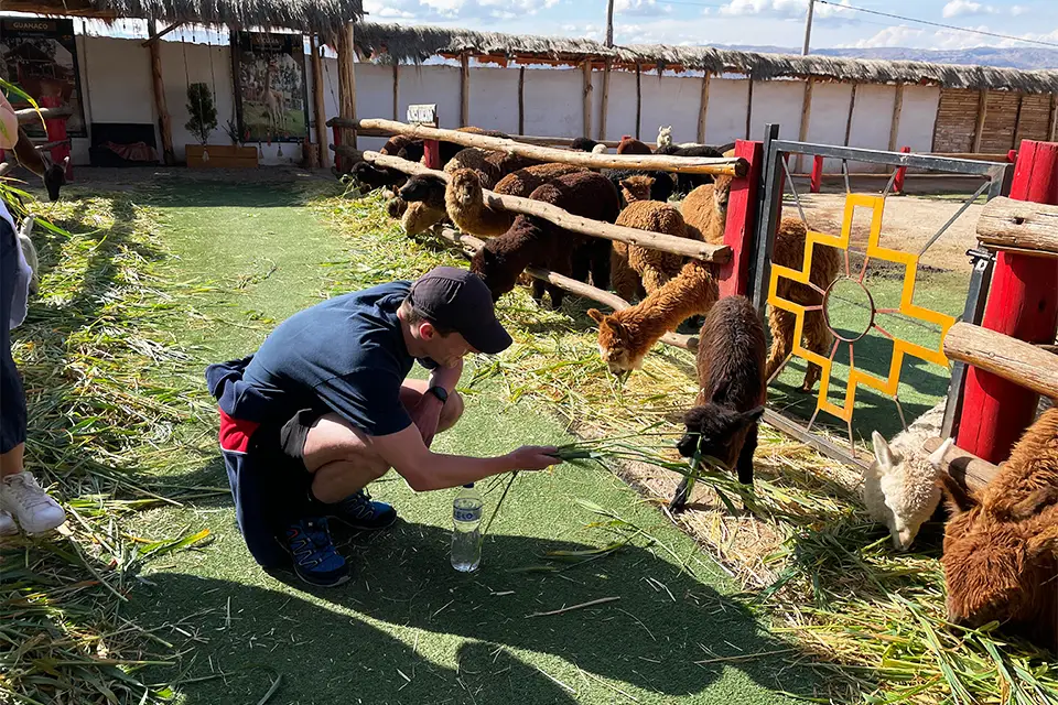 turista alimentando alpaca granja | TreXperience