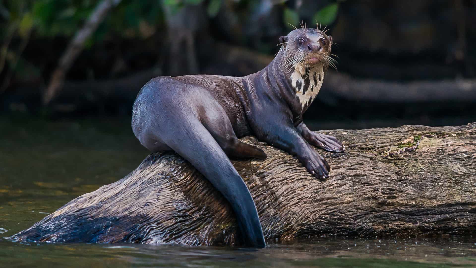 Nutria de rio descansando sobre un tronco en el Rio Sandoval, a la espera de cazar una presa, visita incluida en el tour Peru 20 dias
