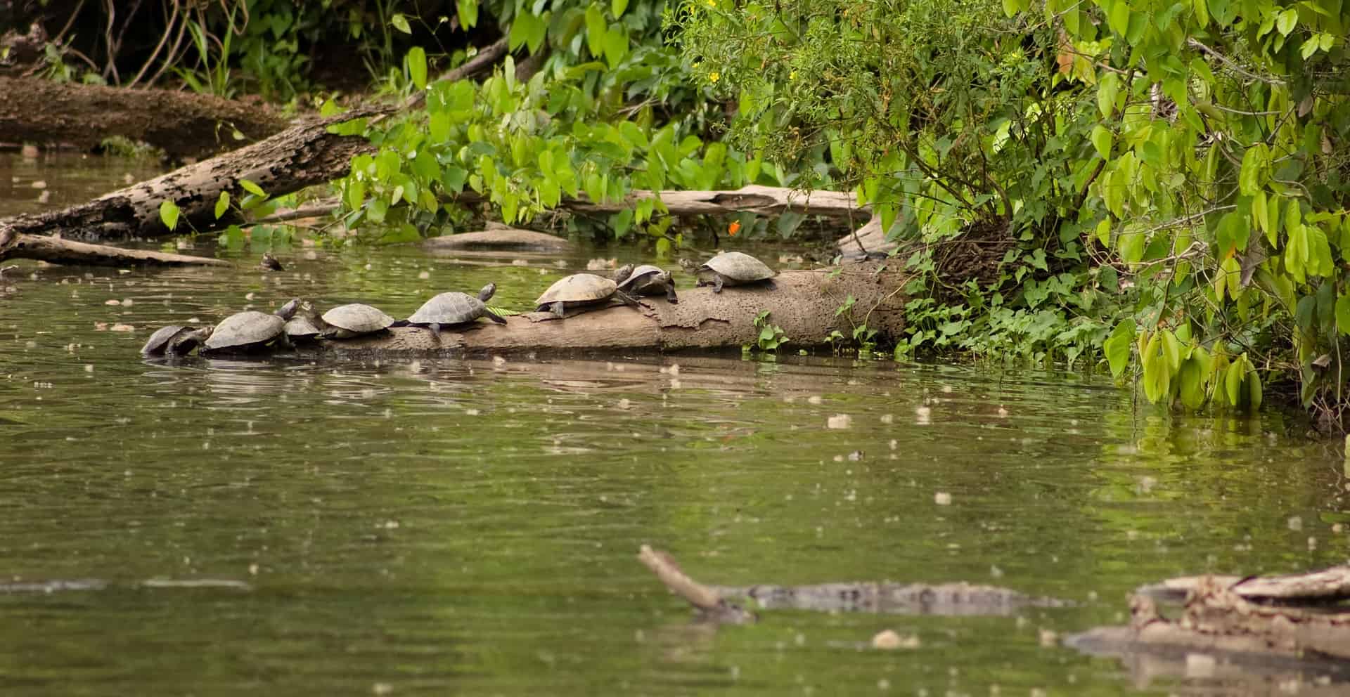 Machu Picchu and Amazon Rainforest 7 days