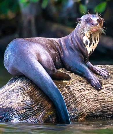 Nutria de rio descansando sobre un tronco en el Rio Sandoval