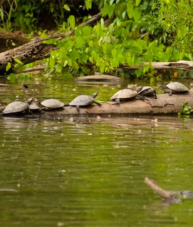 Machu Picchu and Amazon Rainforest 7 days