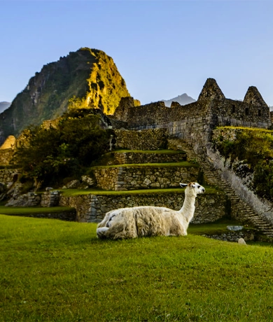 Llama en la ciudadela de Machu Picchu Salkantay de Lujo