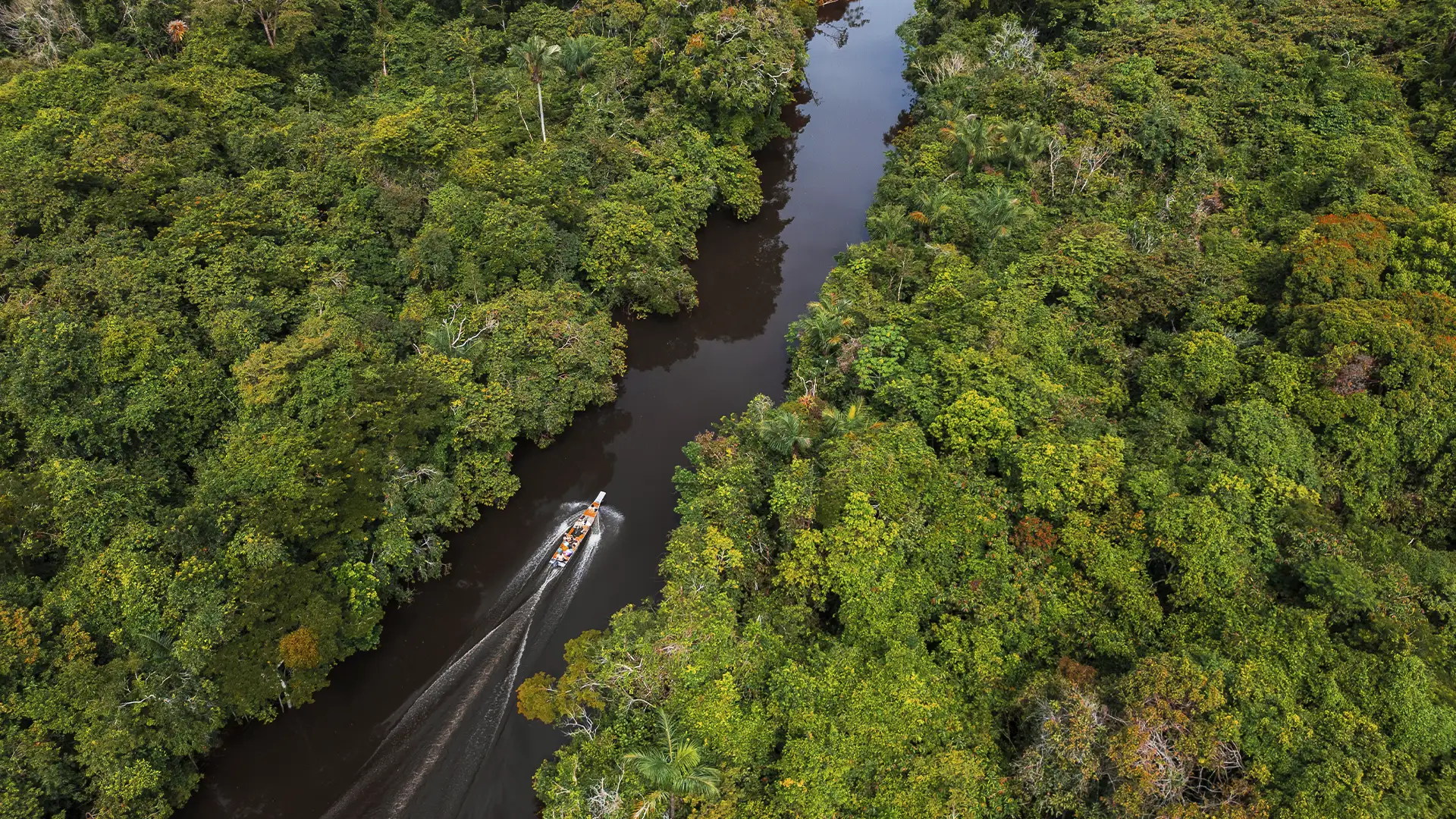 Navigate through the Amazon river | TreXperience