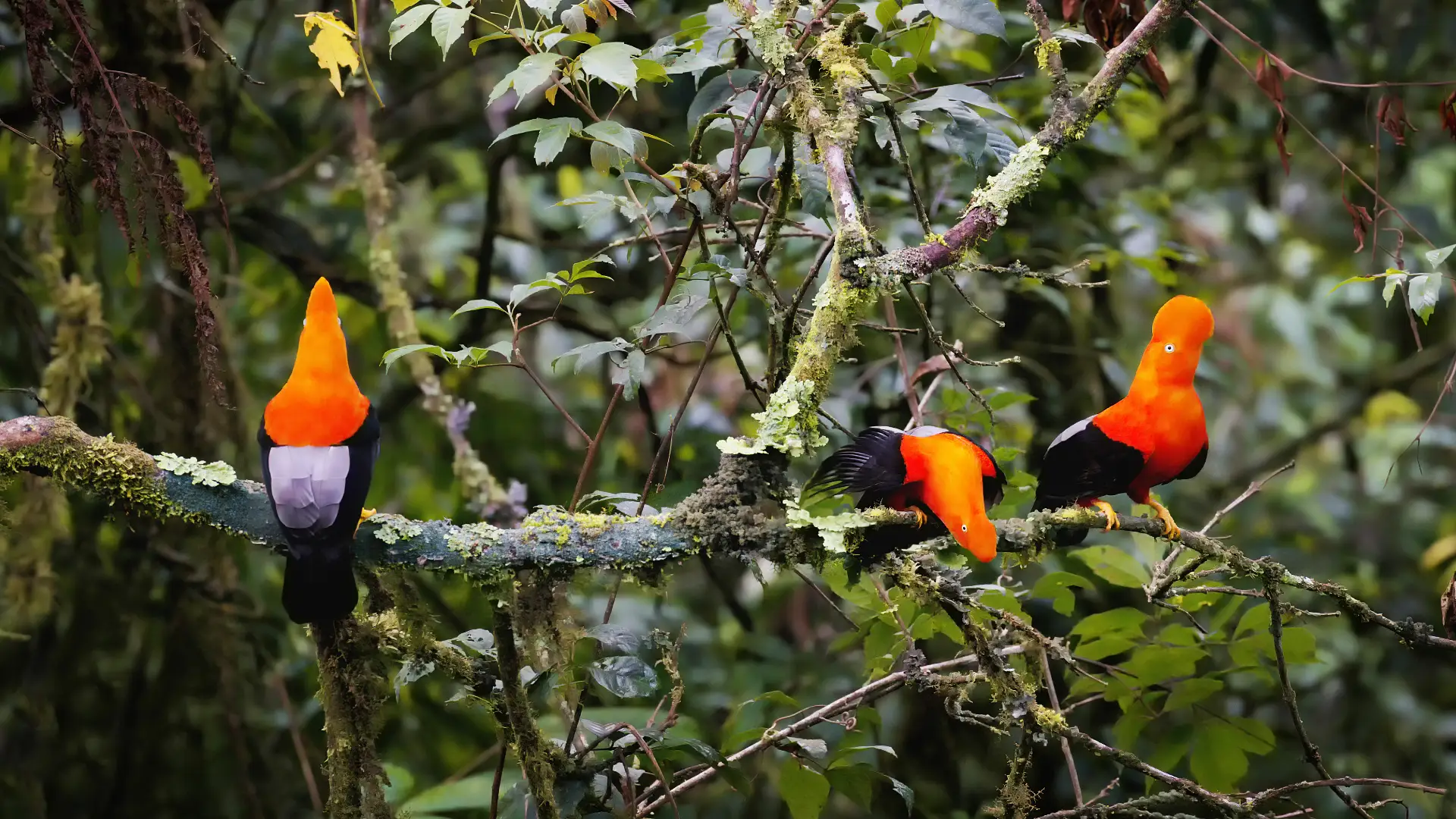 Three male Andean cocks of the rock | TreXperience