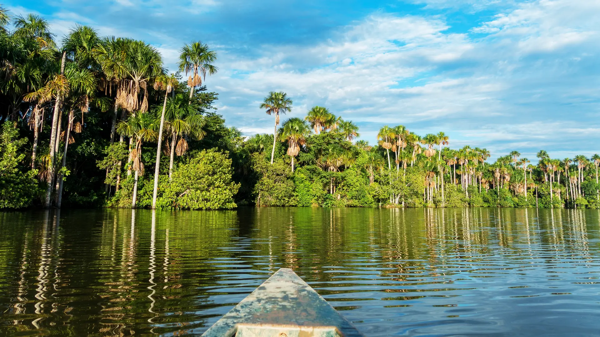 Vista desde bote hacia palmeras en Tambopata | TreXperience
