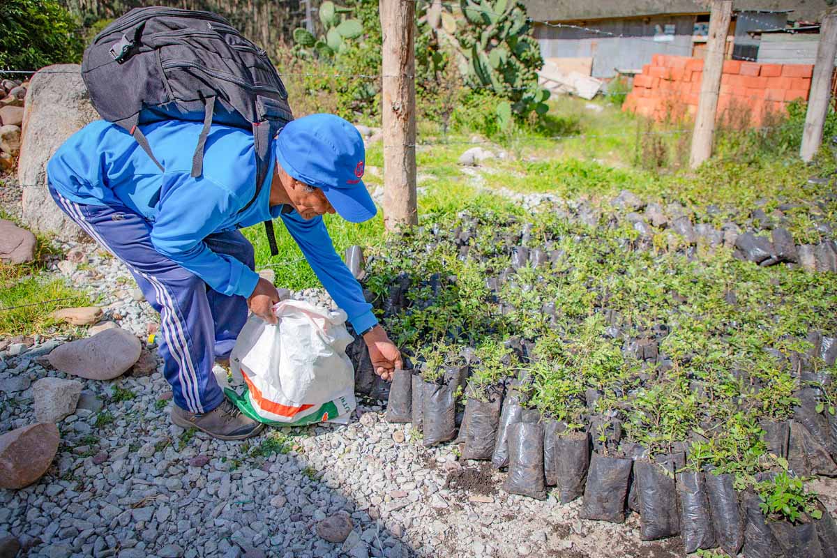 TreXperience staff counting the Tara trees to be planted TreXperience staff counting the Tara trees to be planted