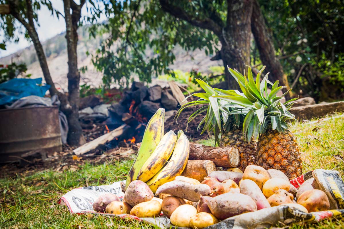 Mesa con variedad de frutas y verduras servida al aire libre, rodeada de árboles y vegetación verde | TreXperience