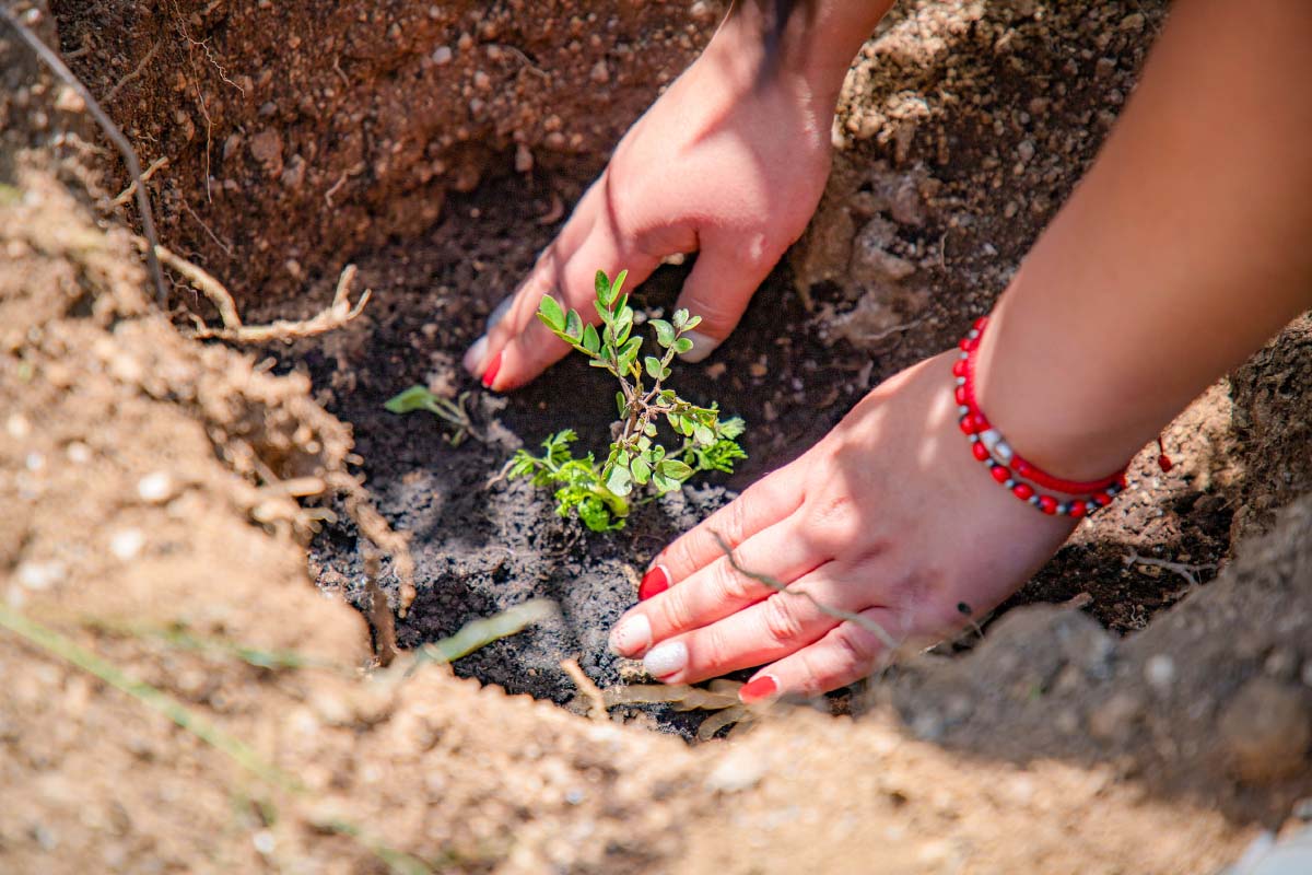 Hands planting a Tara tree Hands planting a Tara tree | TreXperience