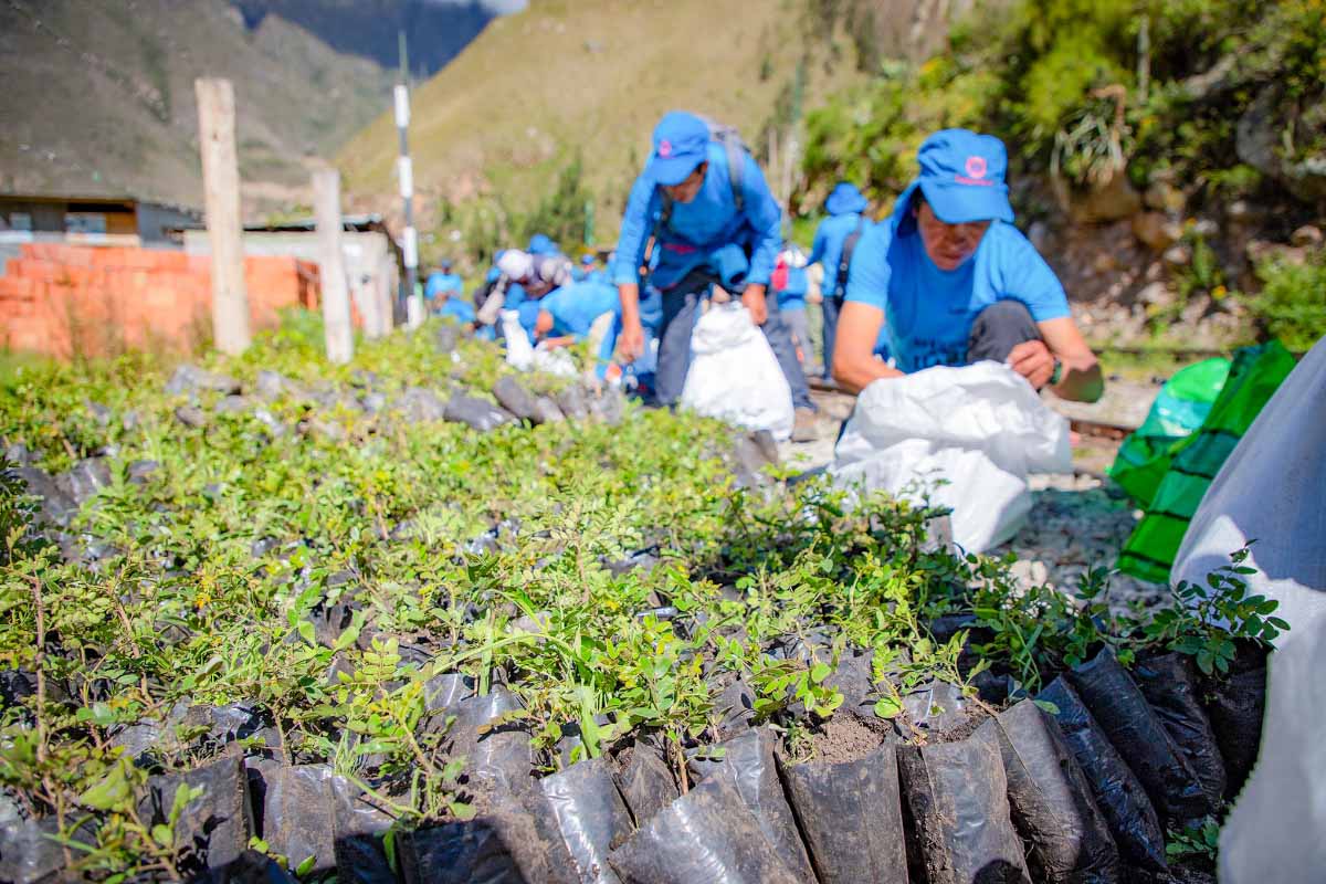 Tara trees during the reforestation campaign Tara trees during the reforestation campaign | TreXperience