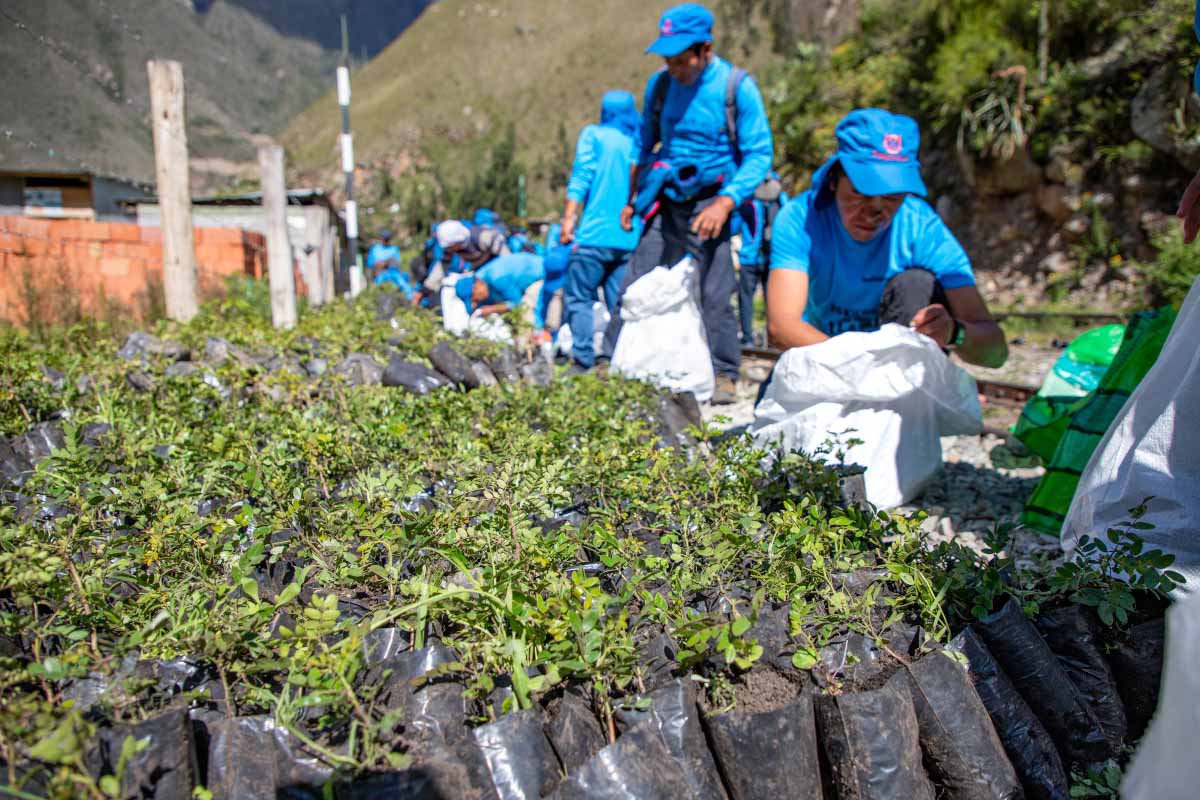 Arboles listos para ser plantados por el personal de TreXperience