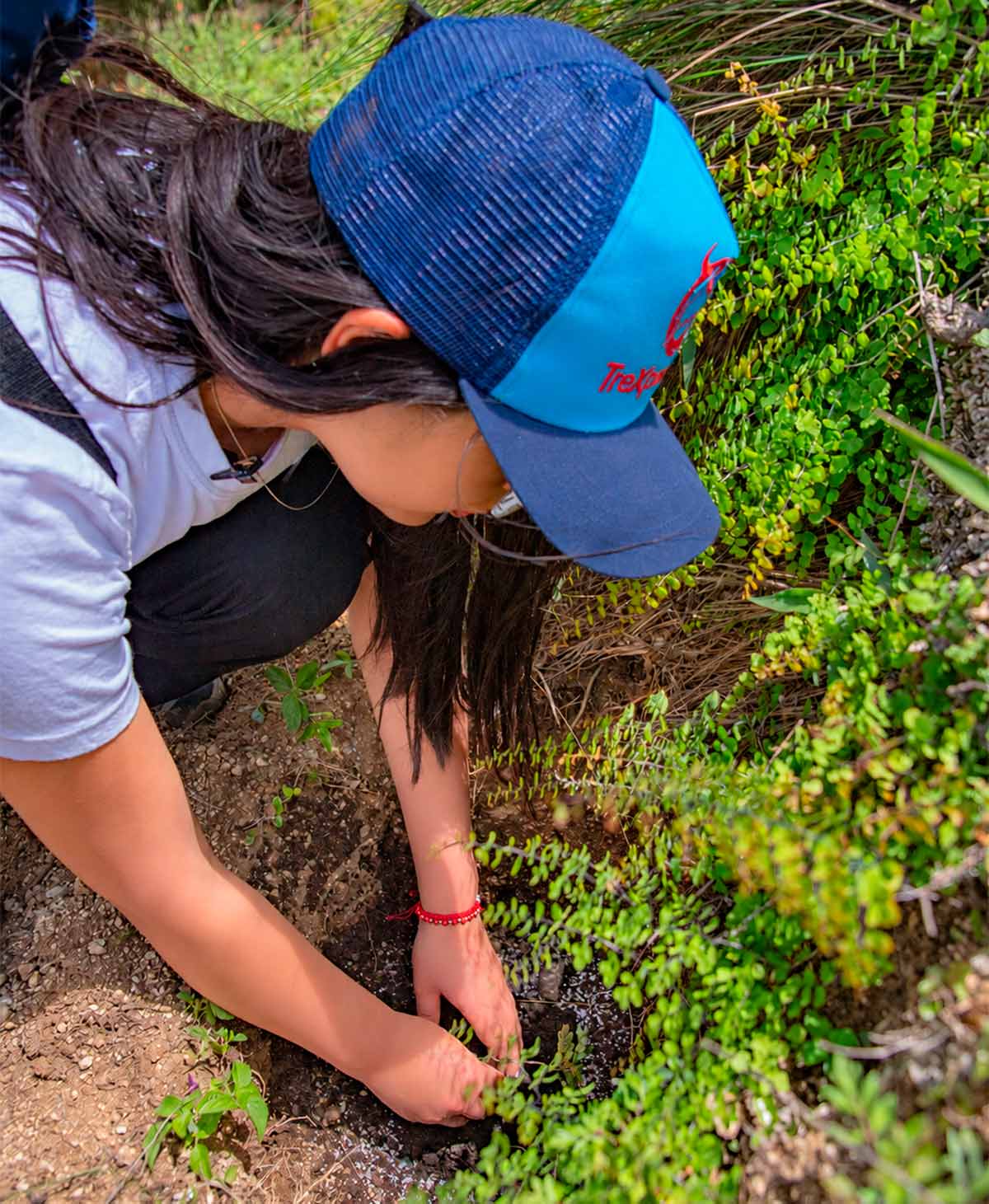 Cuida la naturaleza con TreXperience Mujer con gorra de TreXperience colocando una planta pequeña en la tierra junto a arbustos verdes