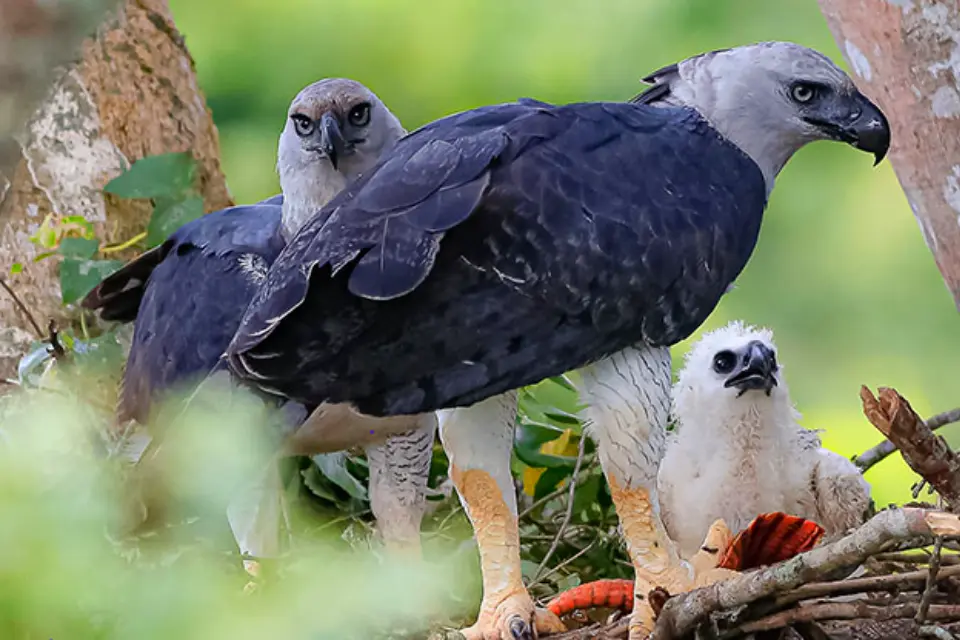 Águila Arpía | TreXperience