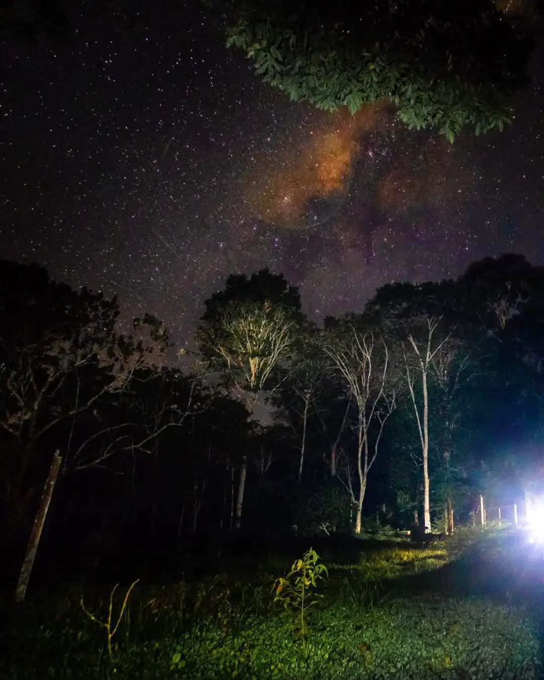 Reserva nacional de Allpahuayo Mishana | TreXperience