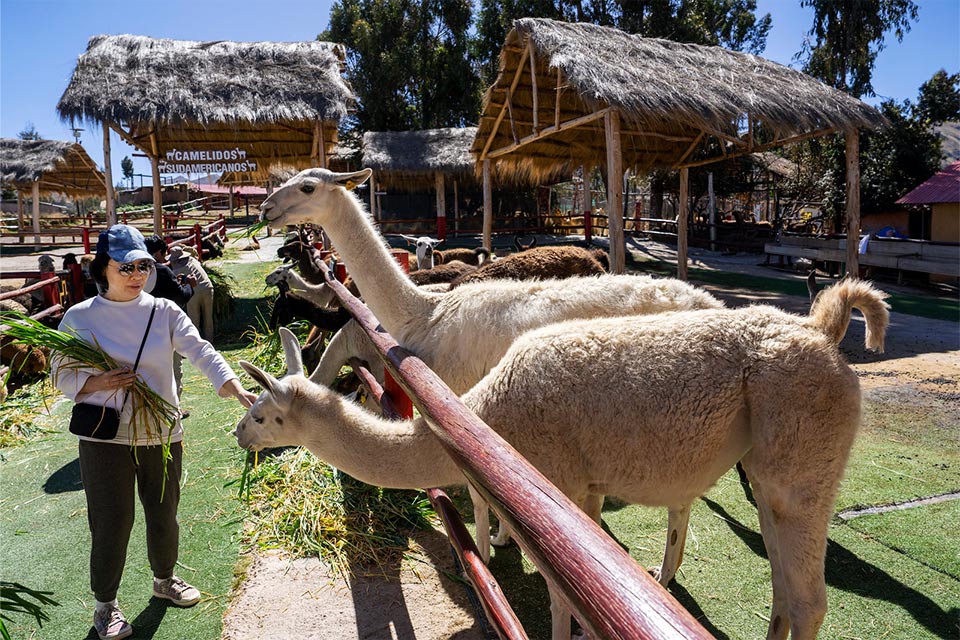 alpaca farm manos comunidad - TreXperience