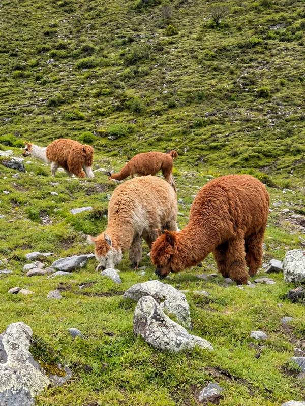 Rebaño llamas y alpacas Lares Rebaño llamas y alpacas Lares | TreXperience