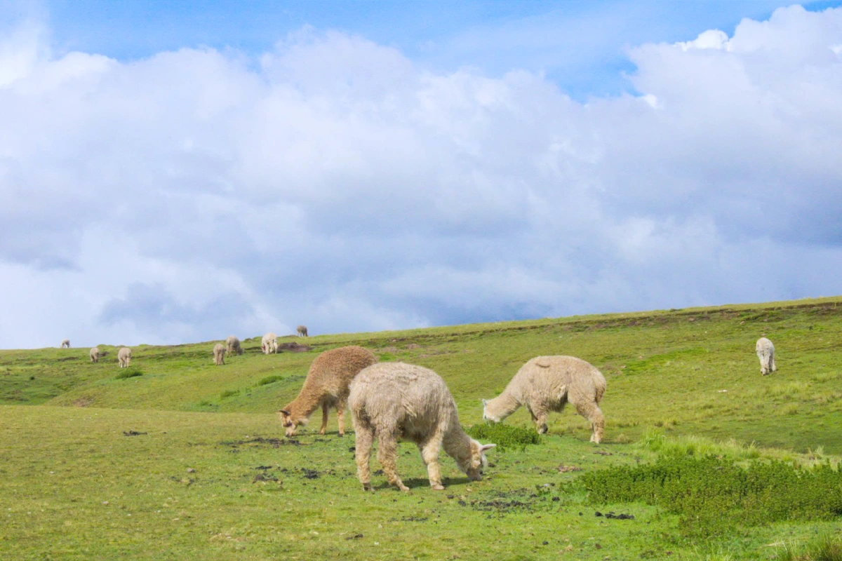 Plains above Waqrapukara Plains above Waqrapukara | TreXperience