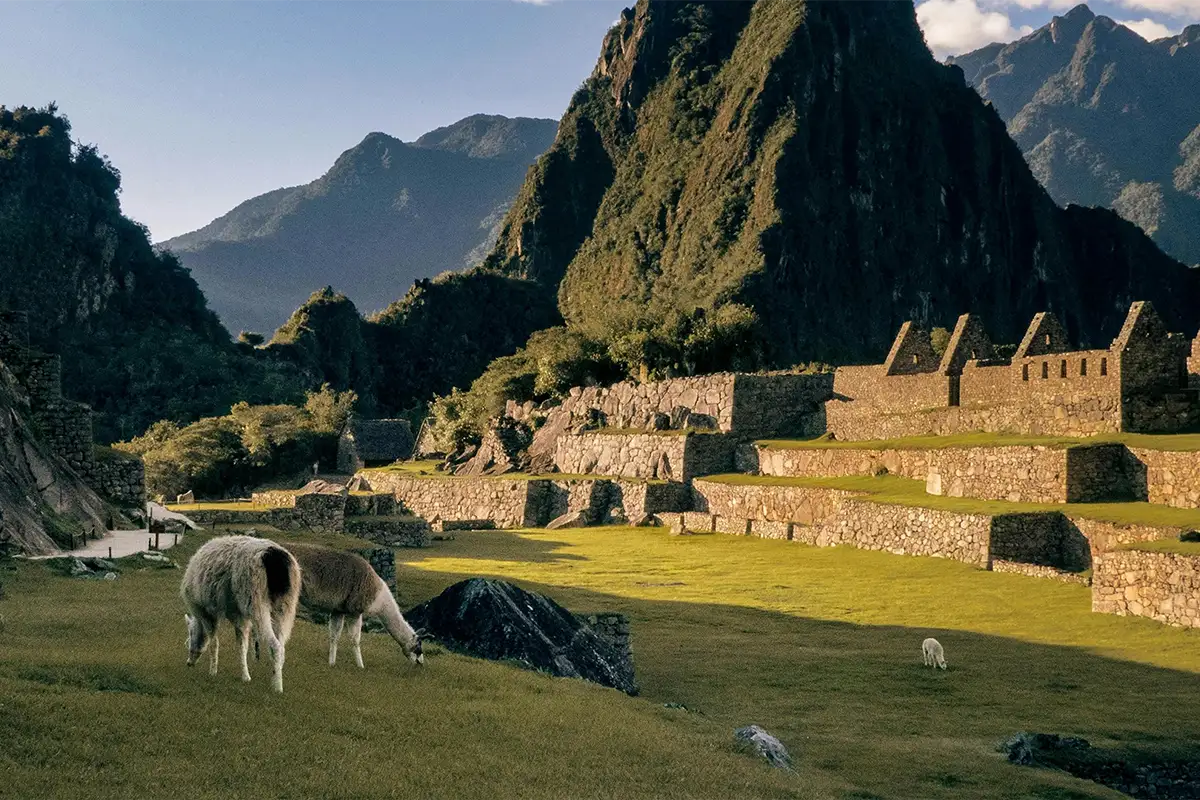 Alpacas at Machu Picchu | TreXperience Alpacas at Machu Picchu | TreXperience