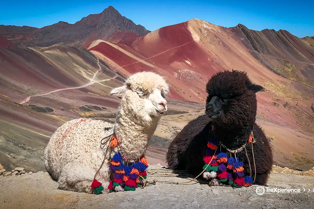 Alpacas grazing near Palcoyo Mountain | TreXperience Alpacas grazing near Palcoyo Mountain | TreXperience