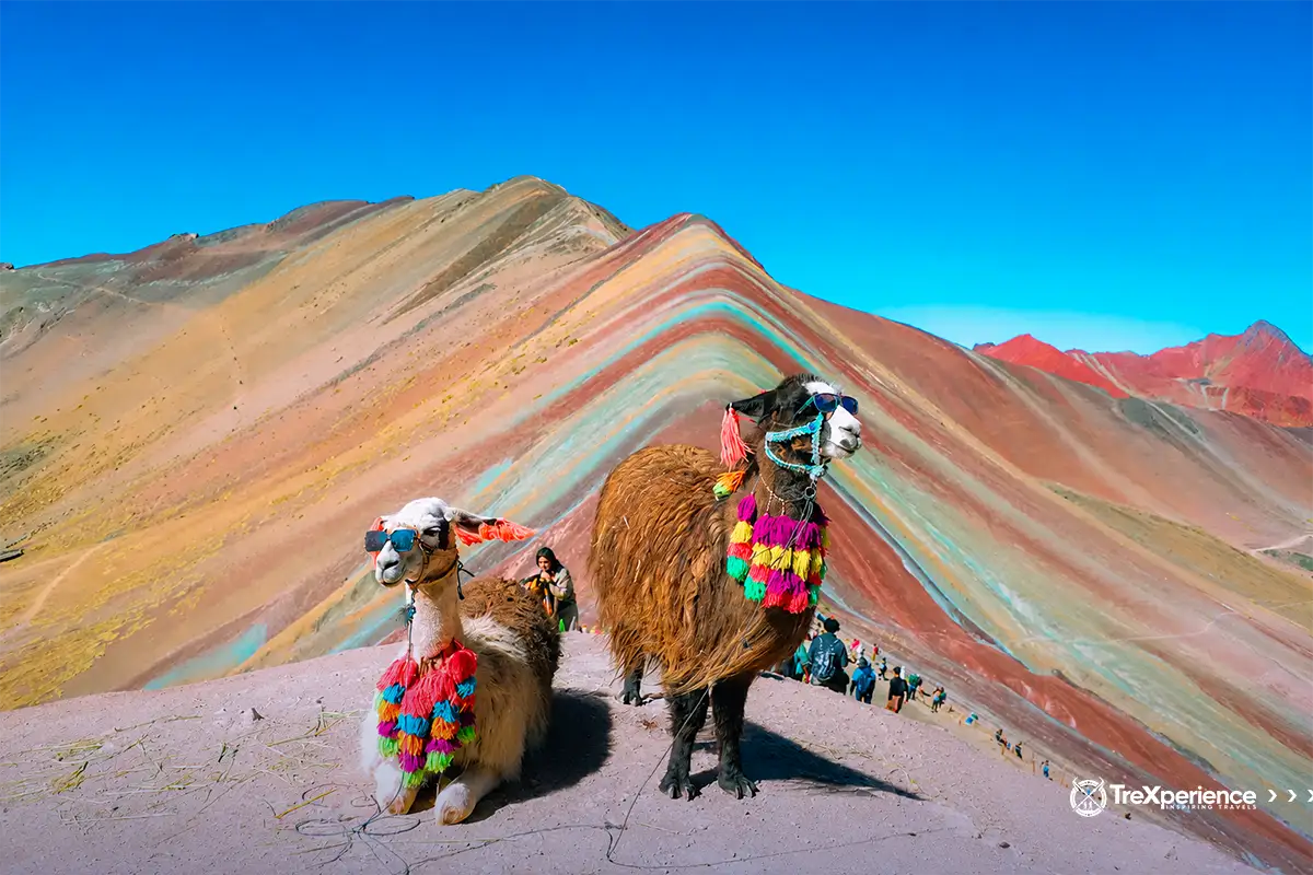 Alpacas with sunglasses in Vinicunca | TreXperience