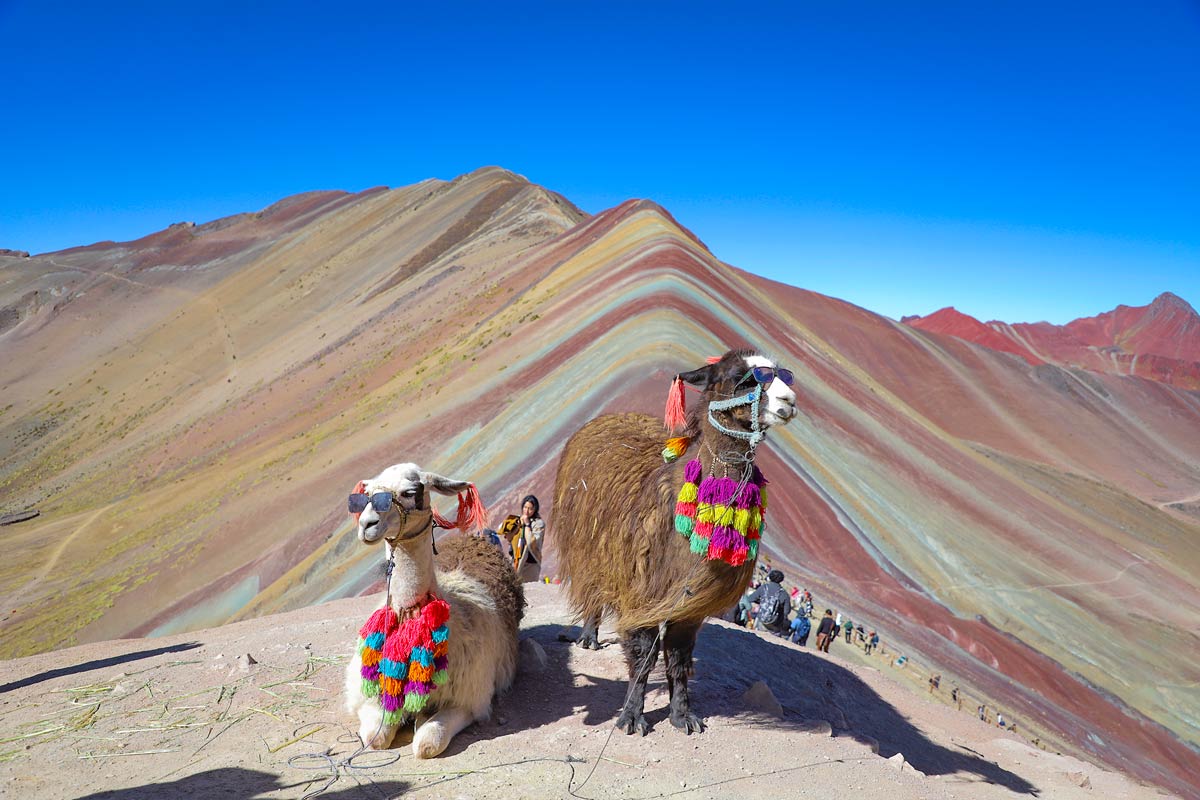Alpacas in the Vinicunca Rainbow Mountain | TreXperience