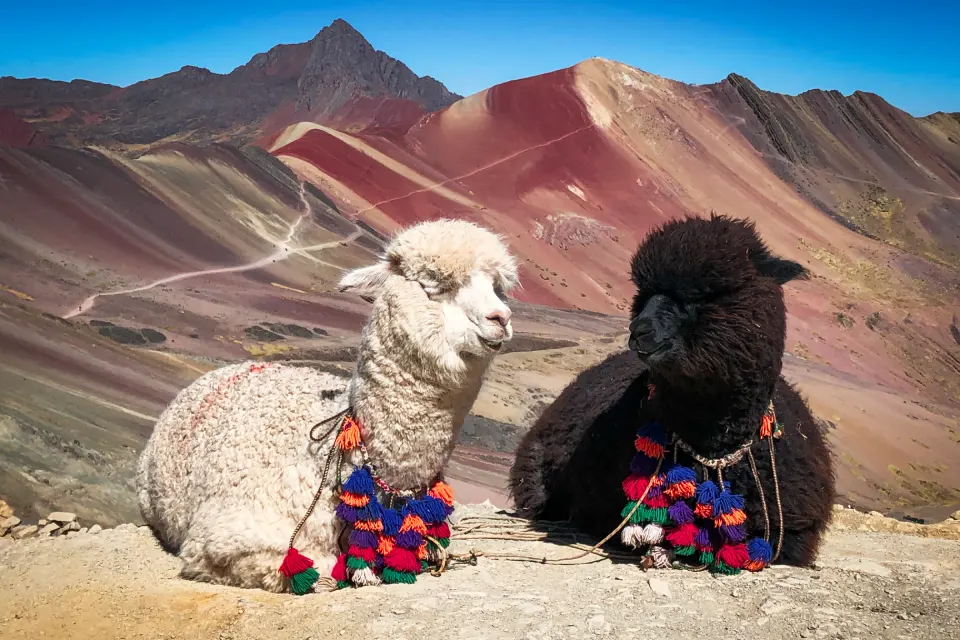 Alpacas in Rainbow Mountain | TreXperience