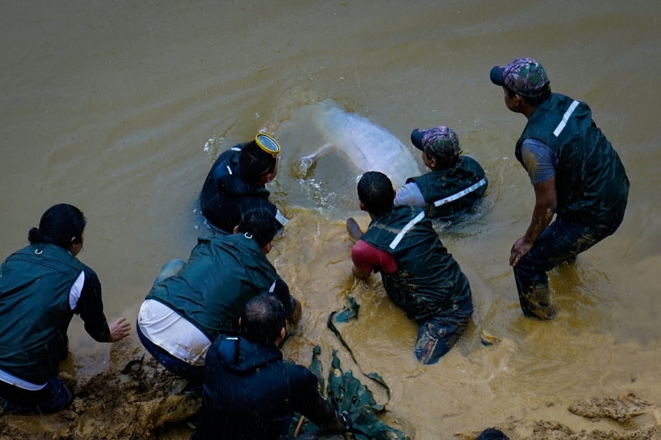 Amazon Pink River Dolphin