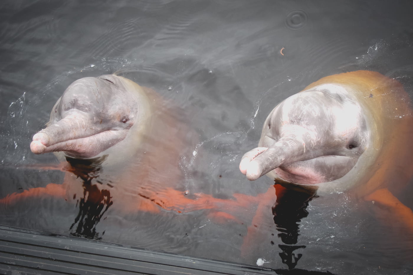 Delfín Rosado del Río Amazonas