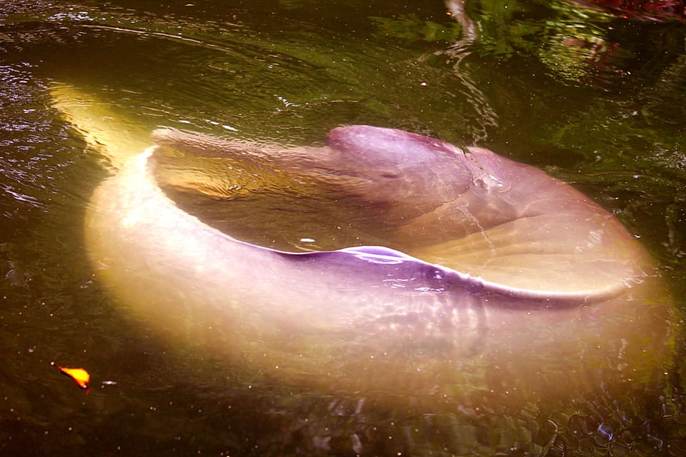 Delfín Rosado del Río Amazonas