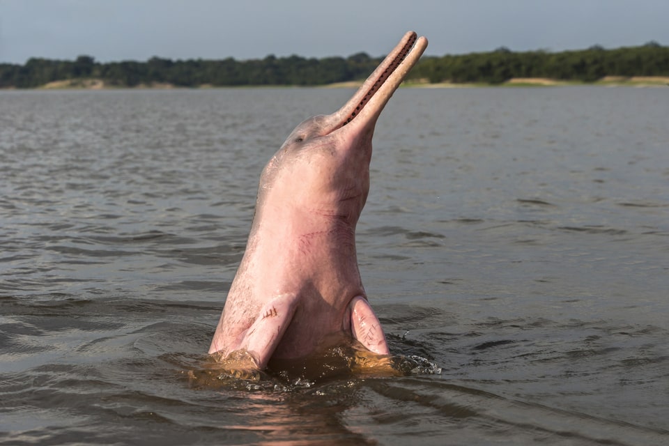 Delfín Rosado del Río Amazonas