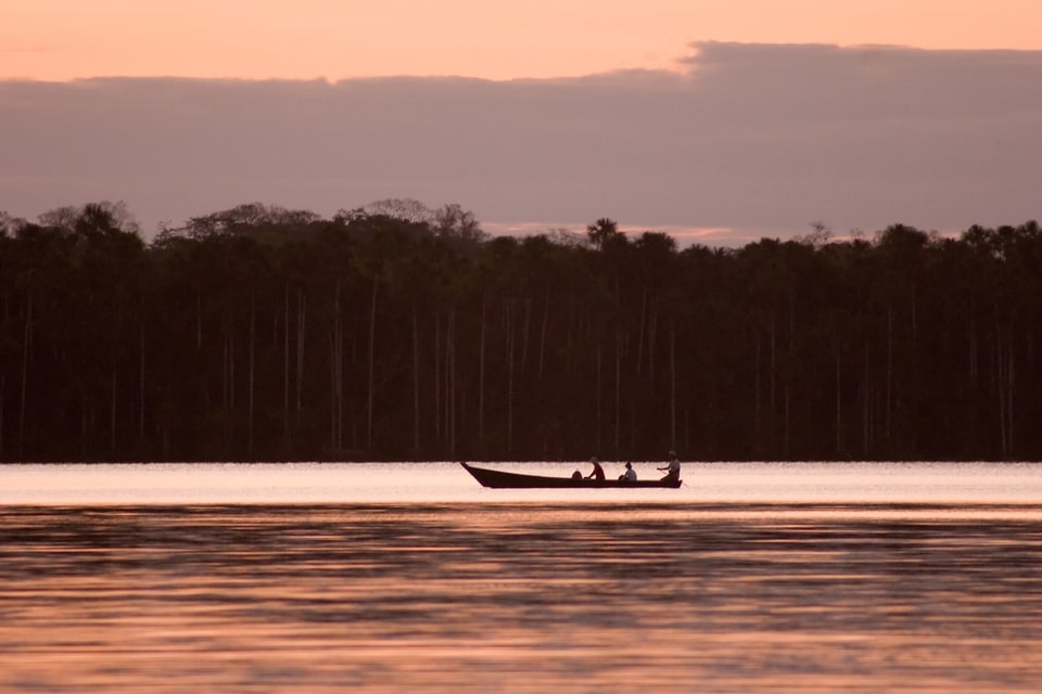 Delfín Rosado del Río Amazonas