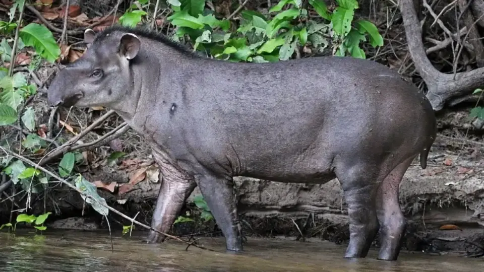 Tapir Amazónico | TreXperience