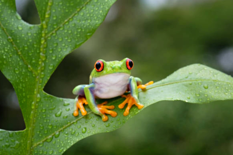 Rana arborícola amazónica | TreXperience