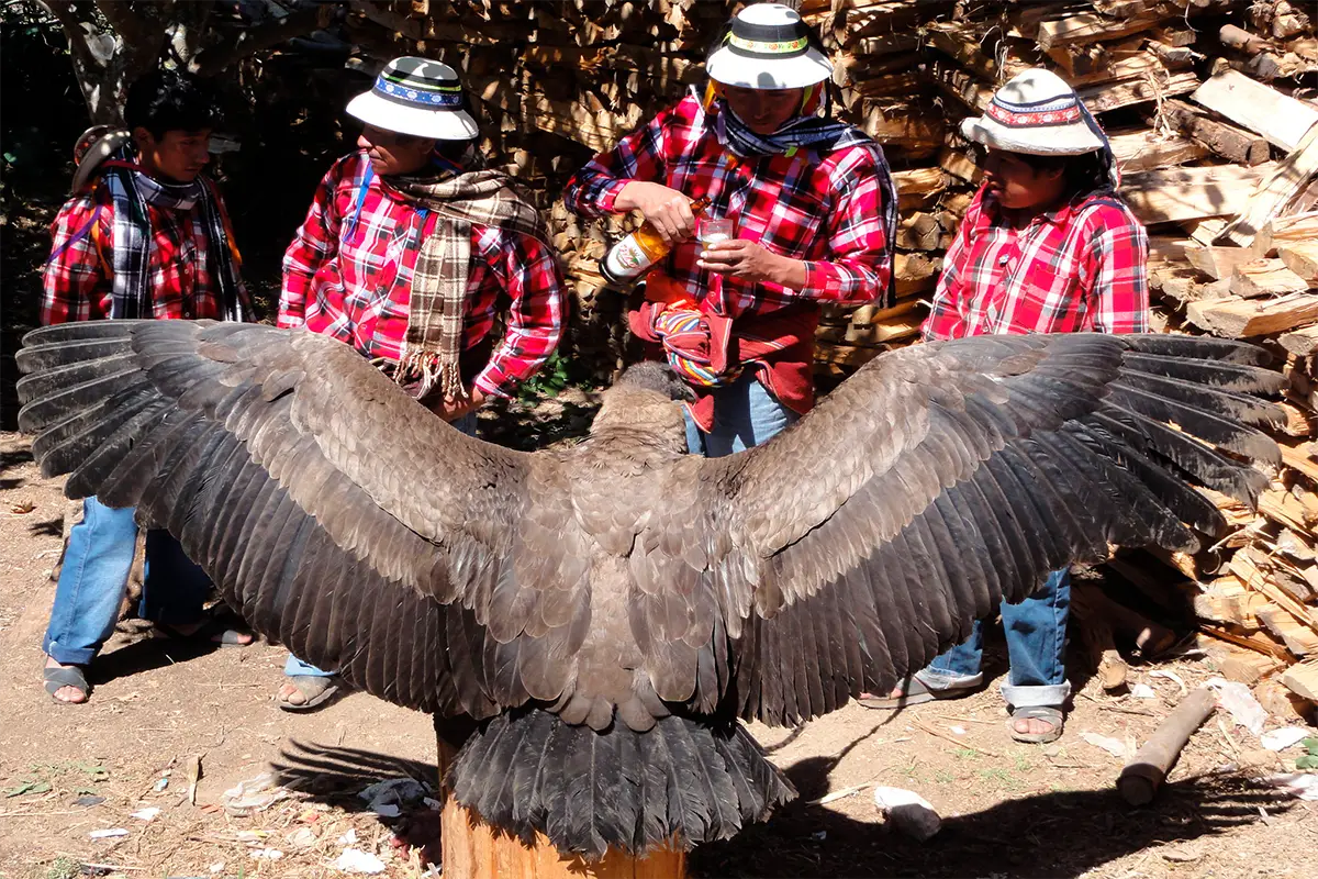 condor habitad peligro | TreXperience