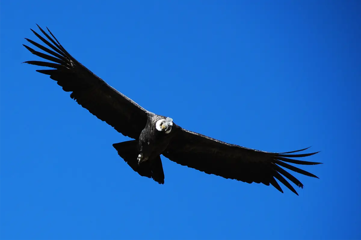condor andino | TreXperience