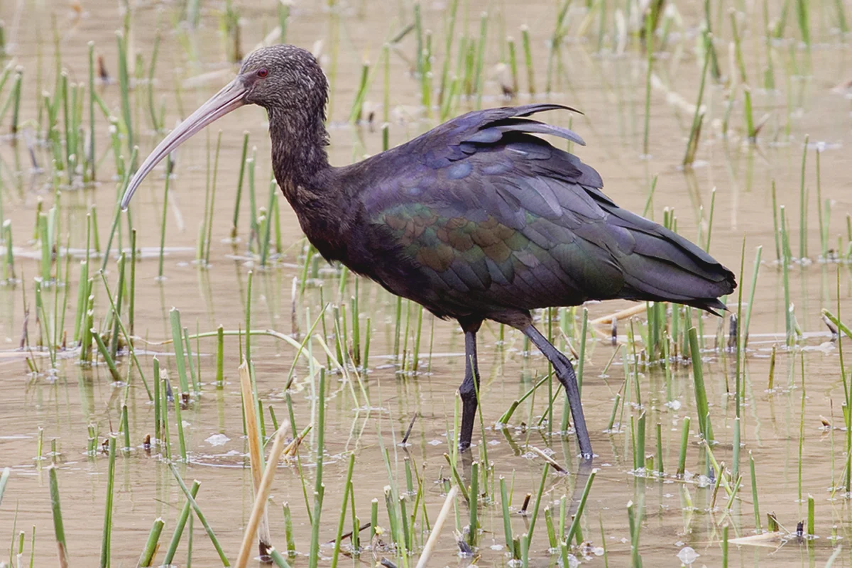 Birdwatching in Cusco | Trexperience Birdwatching in Cusco, bandurria andina