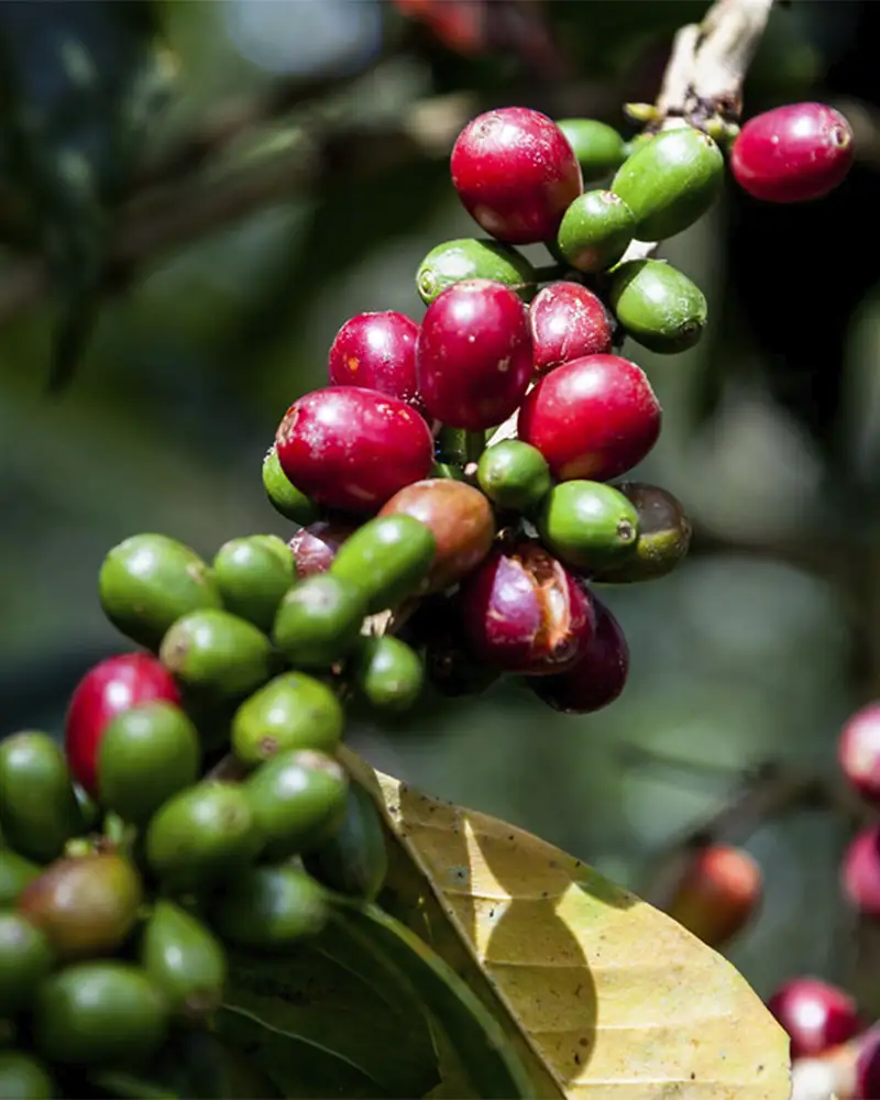 Granos de café arábica | TreXperience