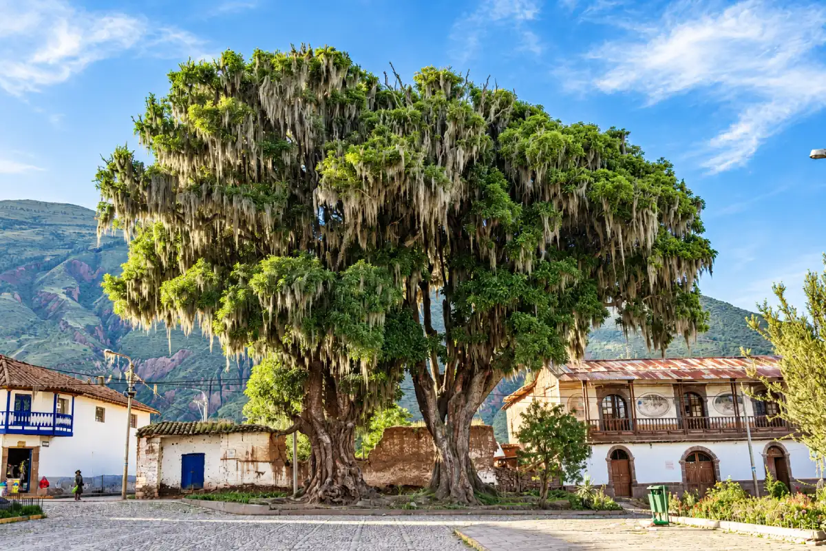 Árbol de Andahuaylillas | TreXperience Árbol de Andahuaylillas | TreXperience